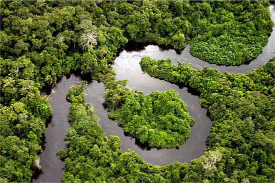 Треть территории Бразилии составляет Амазония - дождевые леса